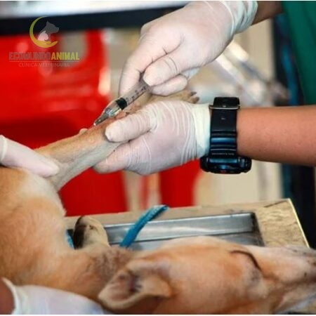 emergencia veterinaria para mascotas