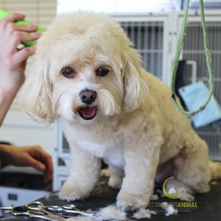 servicio de grooming